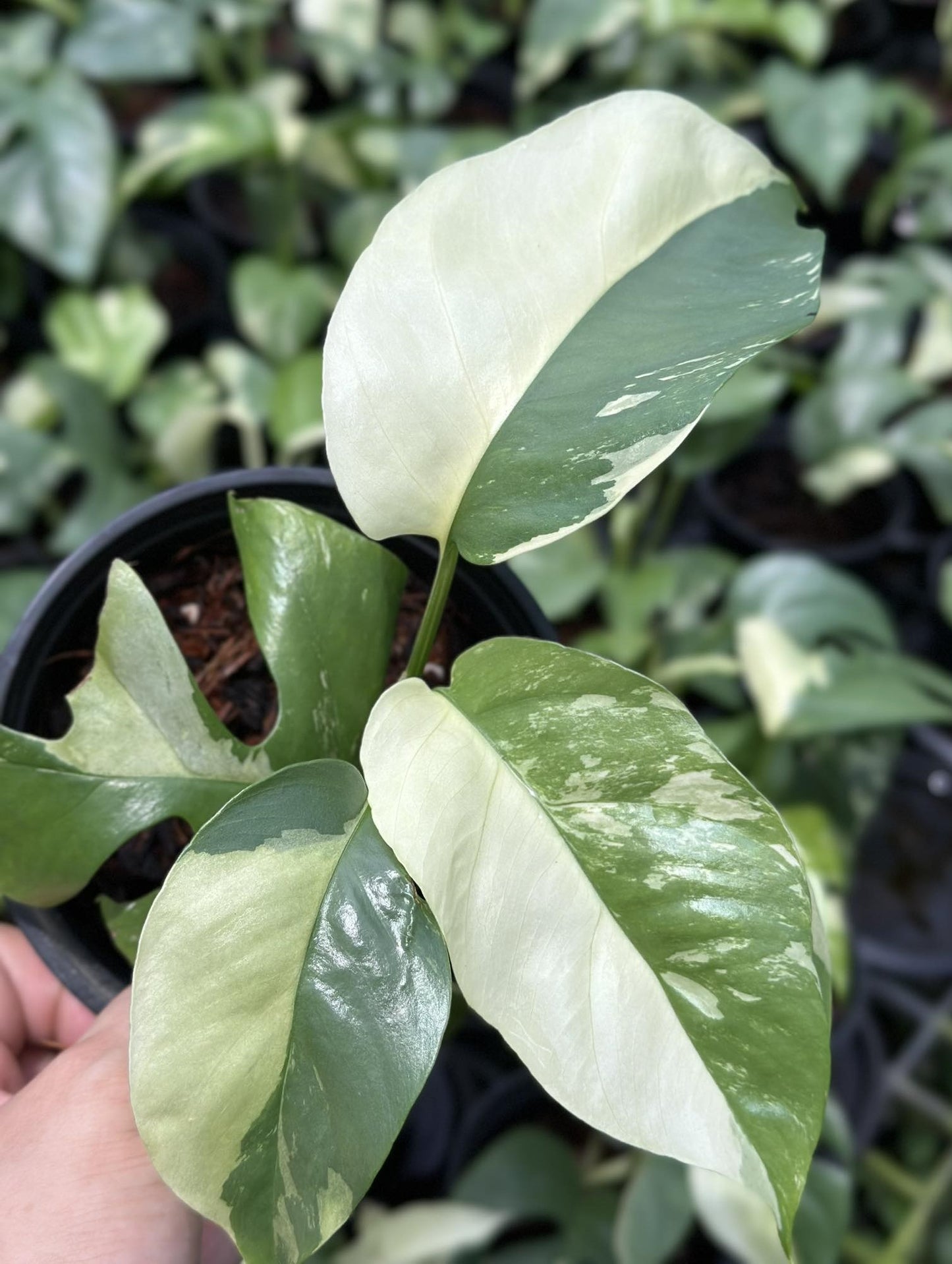 Alt text: A person holding a potted Raphidophora Tetrasperma plant, showcasing its lush green leaves.