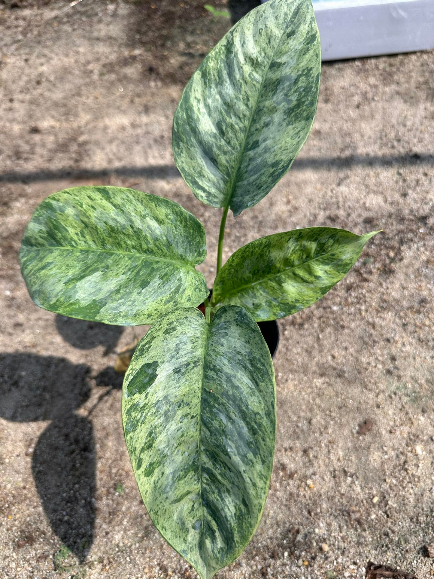 Alt text: Close-up of a Schissmatoglottis (Indonesia) plant with green leaves, showcasing its detailed foliage.
