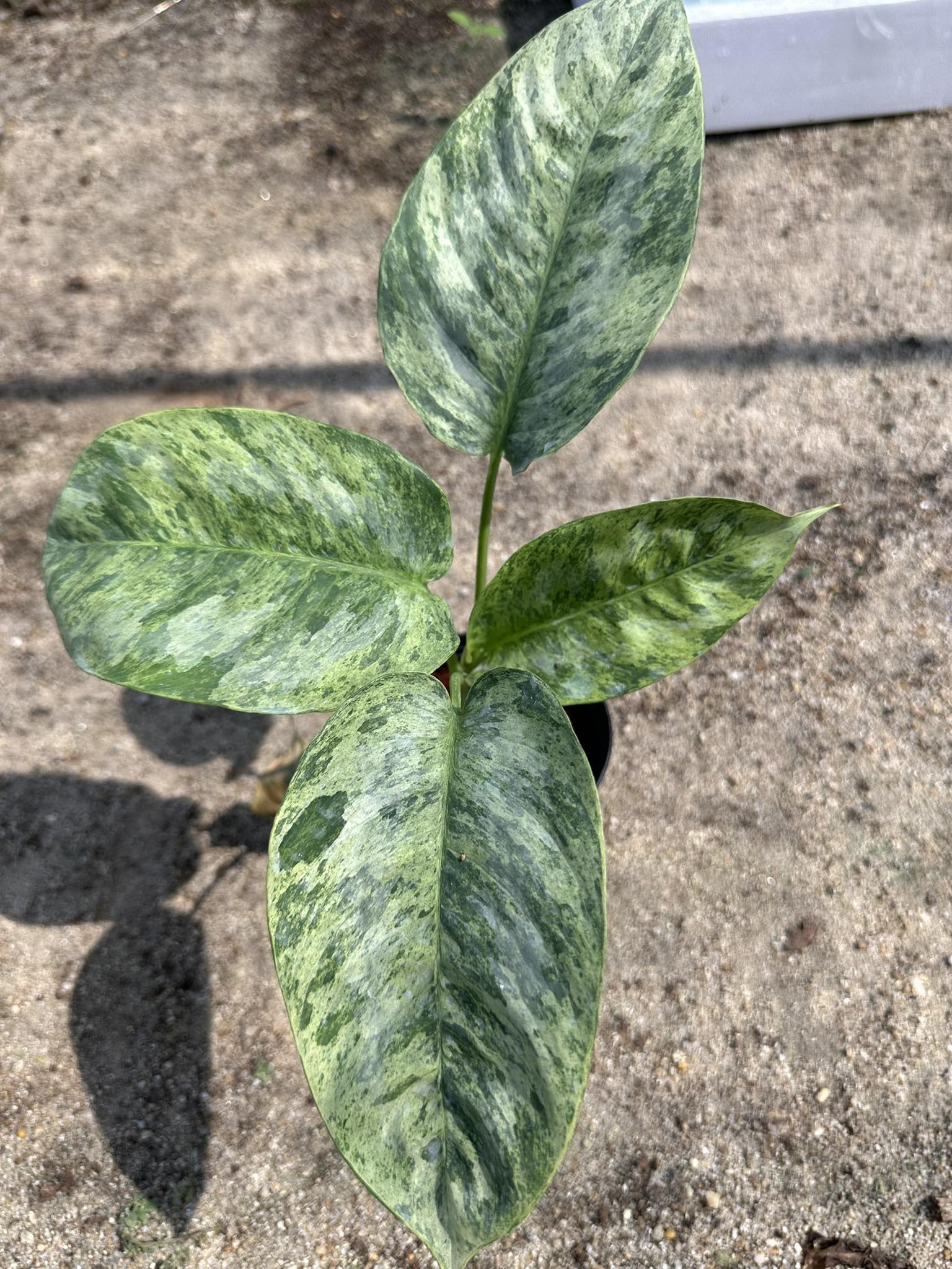 Alt text: Close-up of a Schissmatoglottis (Indonesia) plant with green leaves, showcasing its detailed foliage.