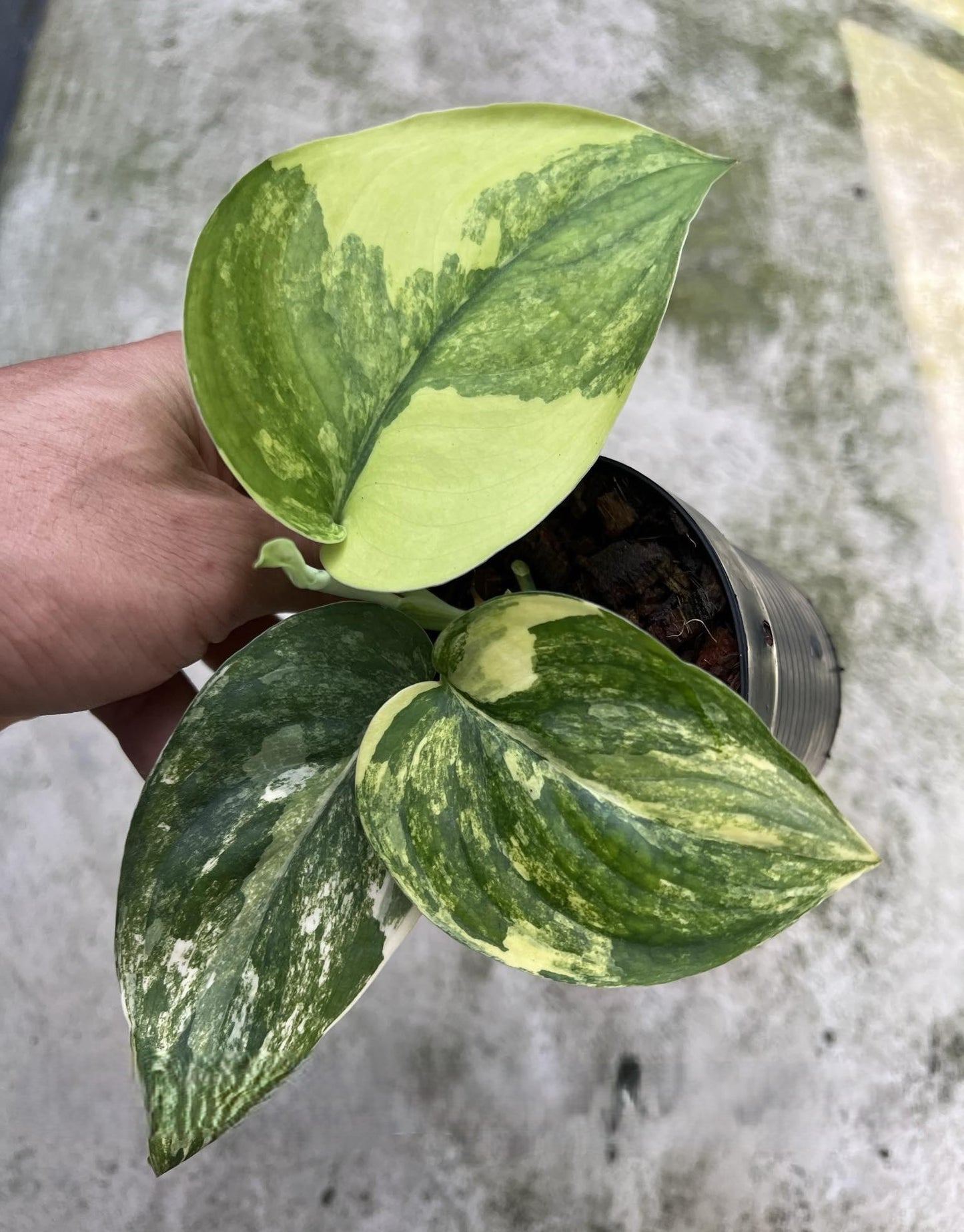 A hand holding a potted Scindapsus Jade Satin plant, showcasing its lush, green leaves.