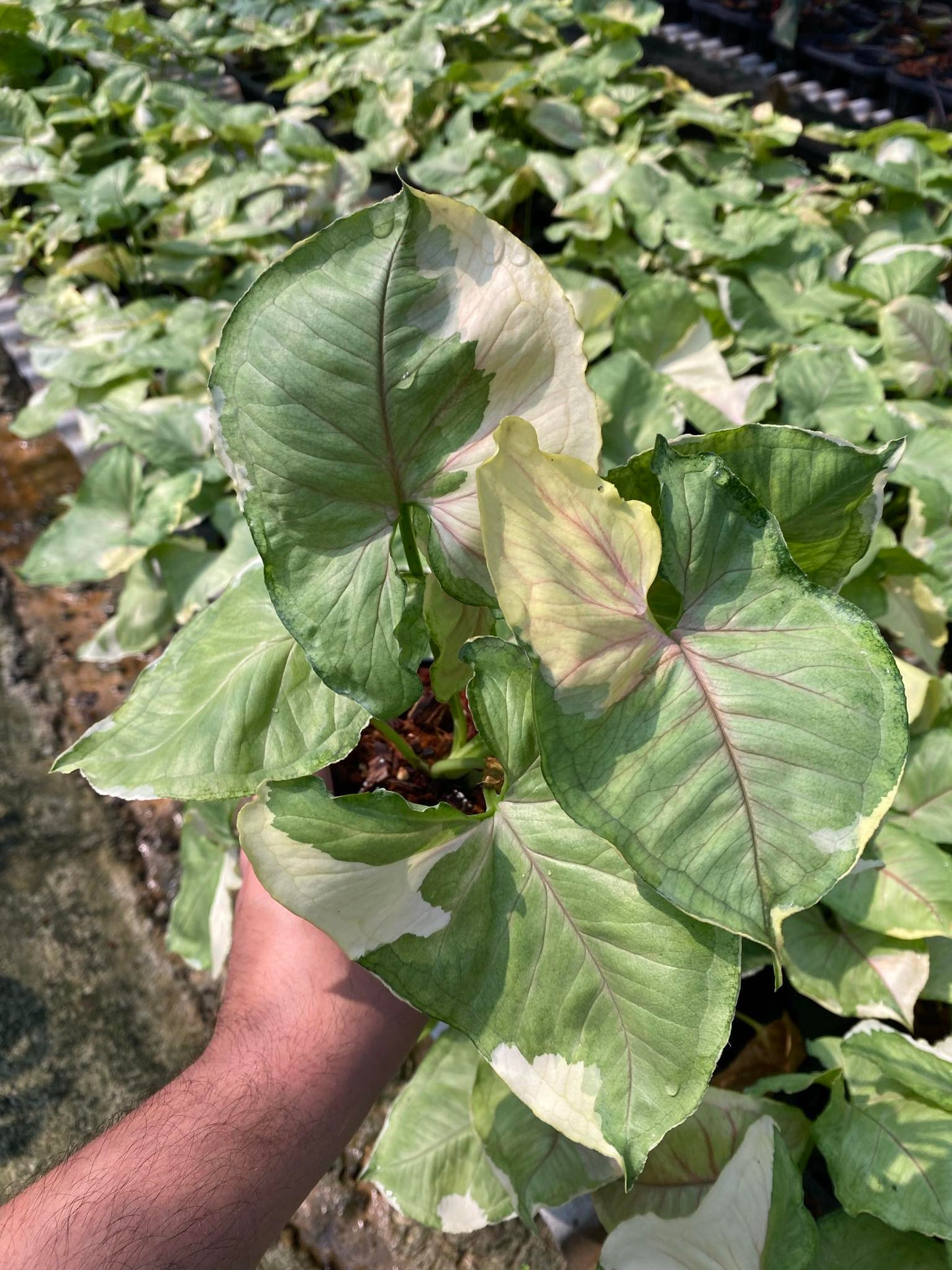 A hand holding a Syngonium Aom Thong plant, showcasing its vibrant green leaves and healthy growth.