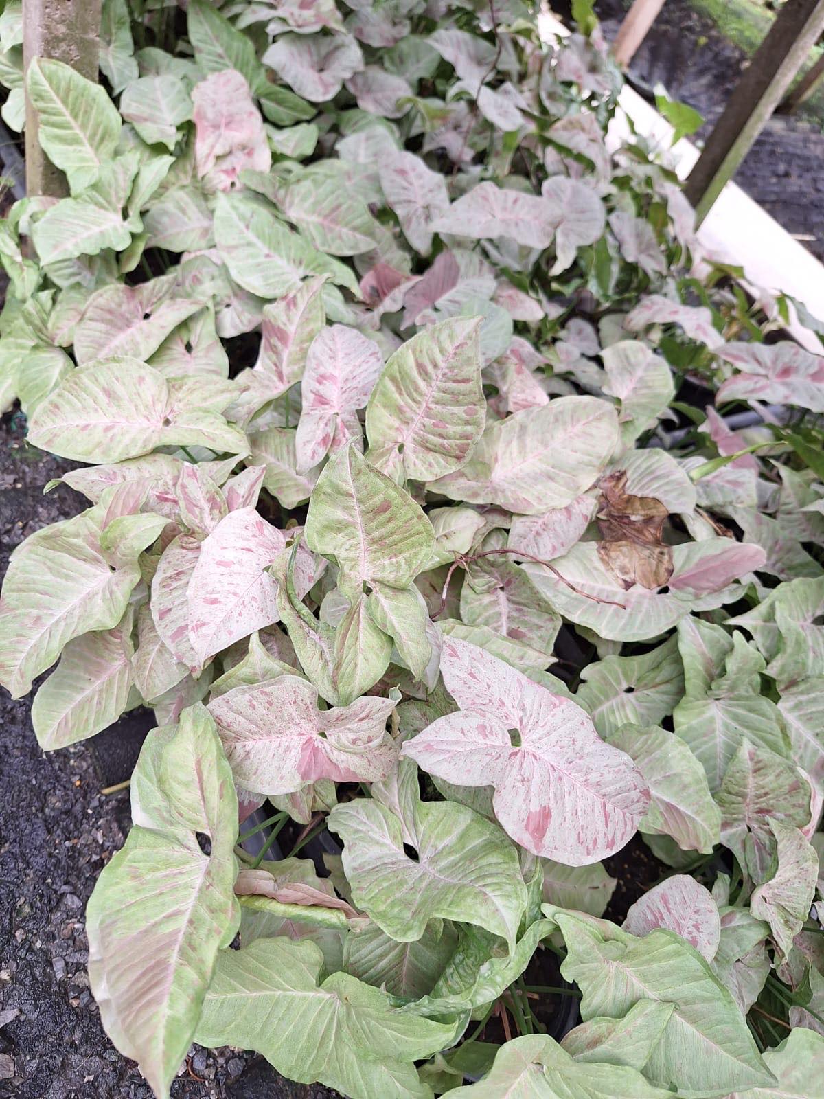 Alt text: Close-up of Syngonium Milk Confetti leaves, showcasing their unique patterns and vibrant appearance.