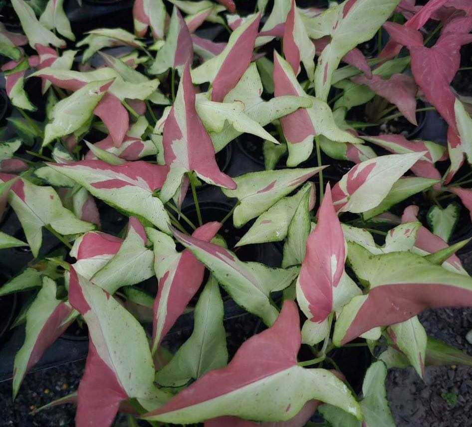 Close-up of Syngonium Orm Pagnum plant with distinctive leaves, showcasing its vibrant foliage and detailed leaf structure.