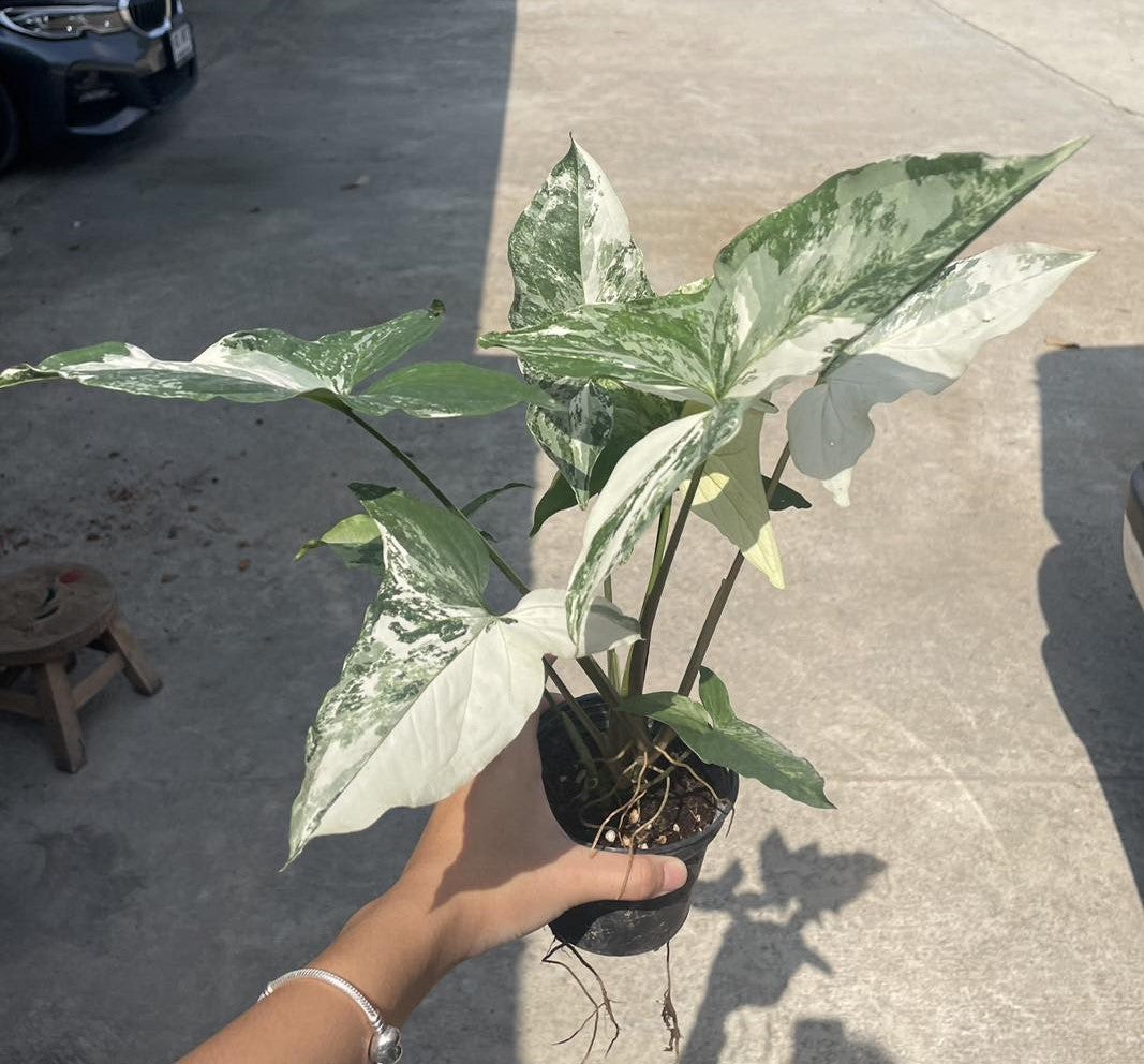 A hand holding a potted Syngonium Albo plant, showcasing its lush foliage and compact size.