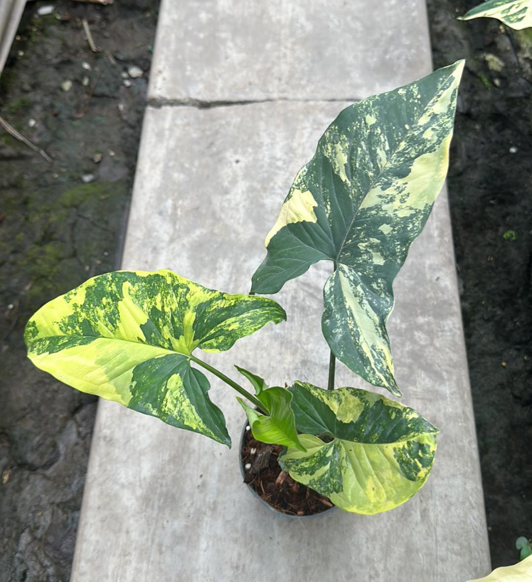 Syngonium Aurea Variegated plant in a pot, featuring green and yellow variegated leaves with a close-up view of its foliage.