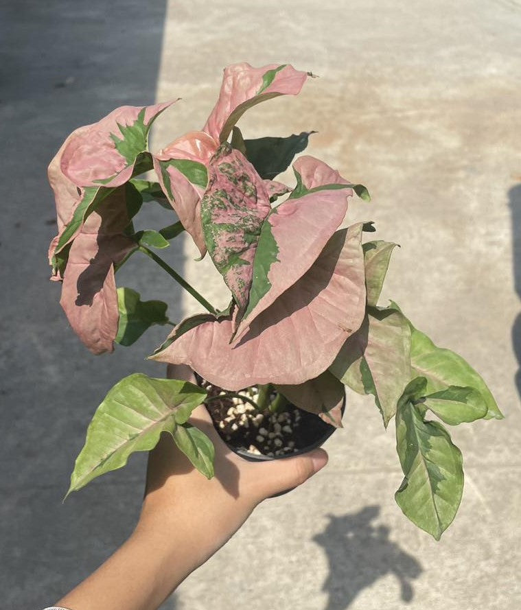 A hand holding a potted Syngonium Pink Lava plant, showcasing the plant's size and lush foliage.
