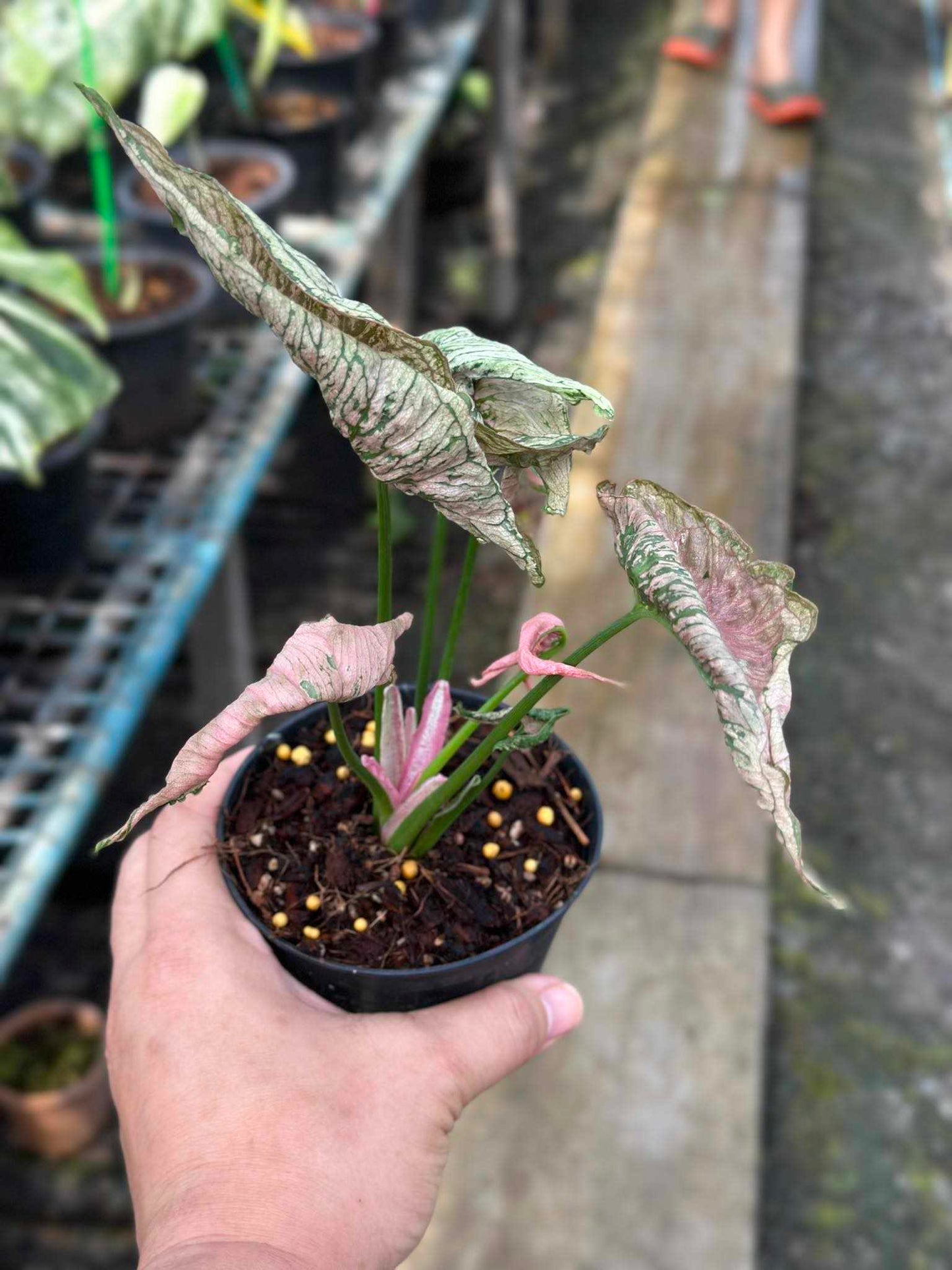 A hand holding a potted Syngonium Pink Rolli plant, showcasing its lush foliage, as a representative example of the plant's size.