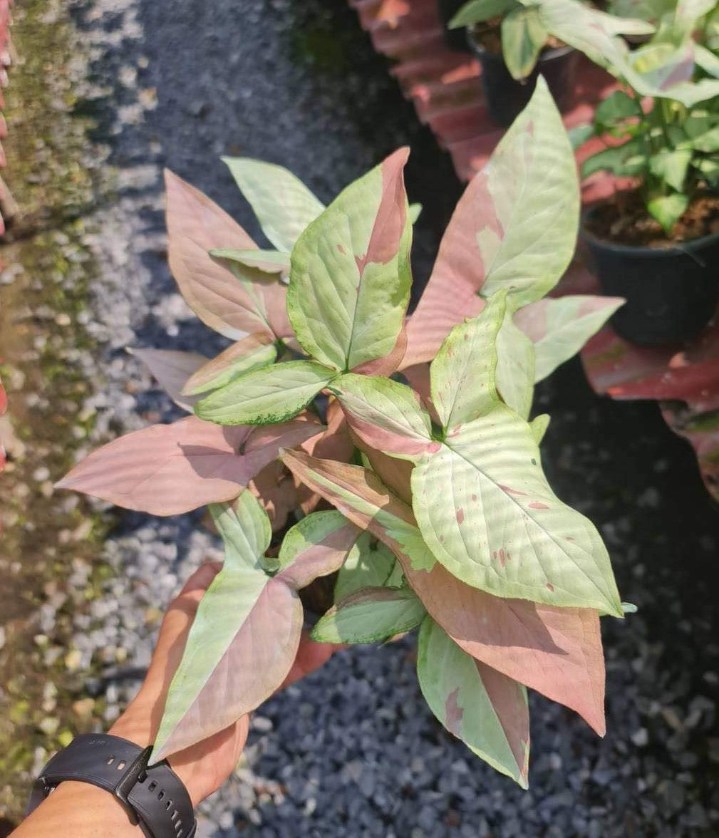 A hand holding a Syngonium Pink Salmon plant with green and red leaves and a watch visible on the wrist.