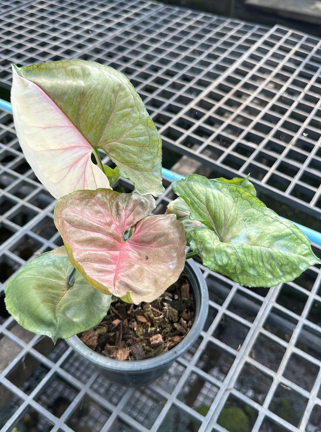 Alt text: Syngonium Strawberry Ice plant in a pot, showcasing its lush leaves and healthy growth.