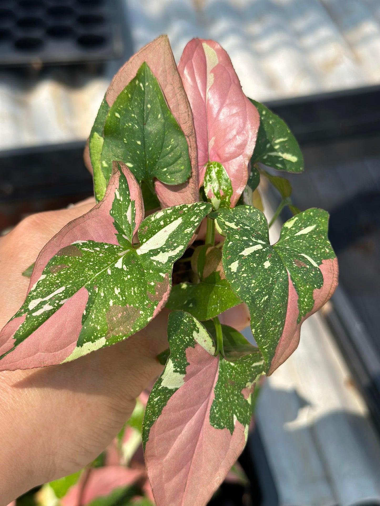 A hand holding a Syngonium Red Spot Tricolor plant, showcasing its detailed leaves.