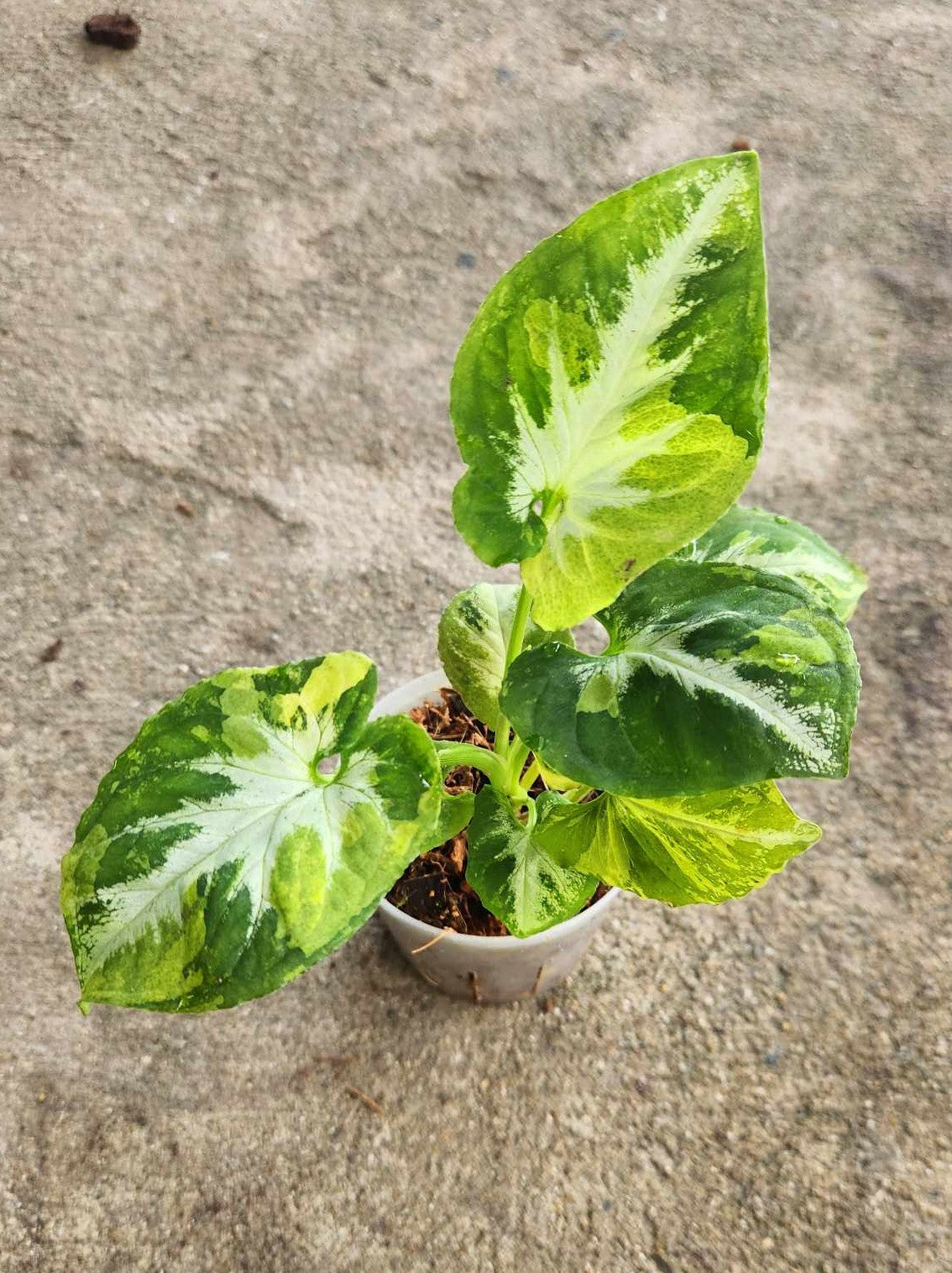 Syngonium Wendlandii Variegated Scrambled Eggs in a pot, showcasing green and white variegated leaves, representing the typical size plant available.
