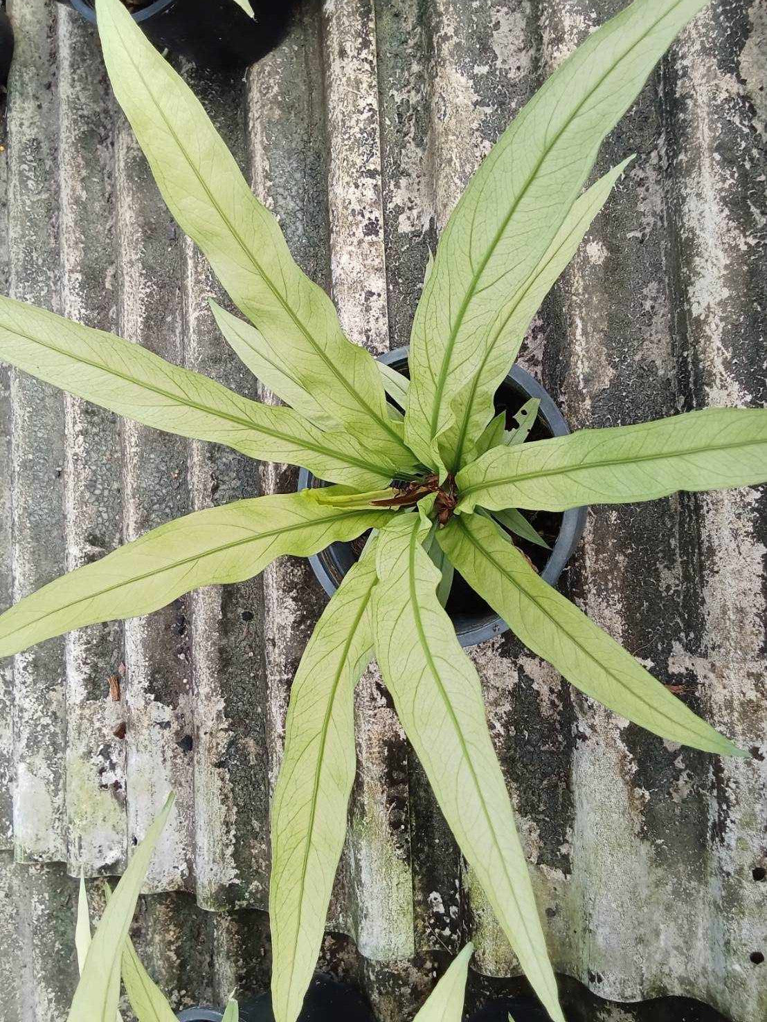 Anthurium Scorpion Mint in a pot, showcasing its striking foliage and unique inflorescence, perfect for indoor houseplant enthusiasts or outdoor shady areas.