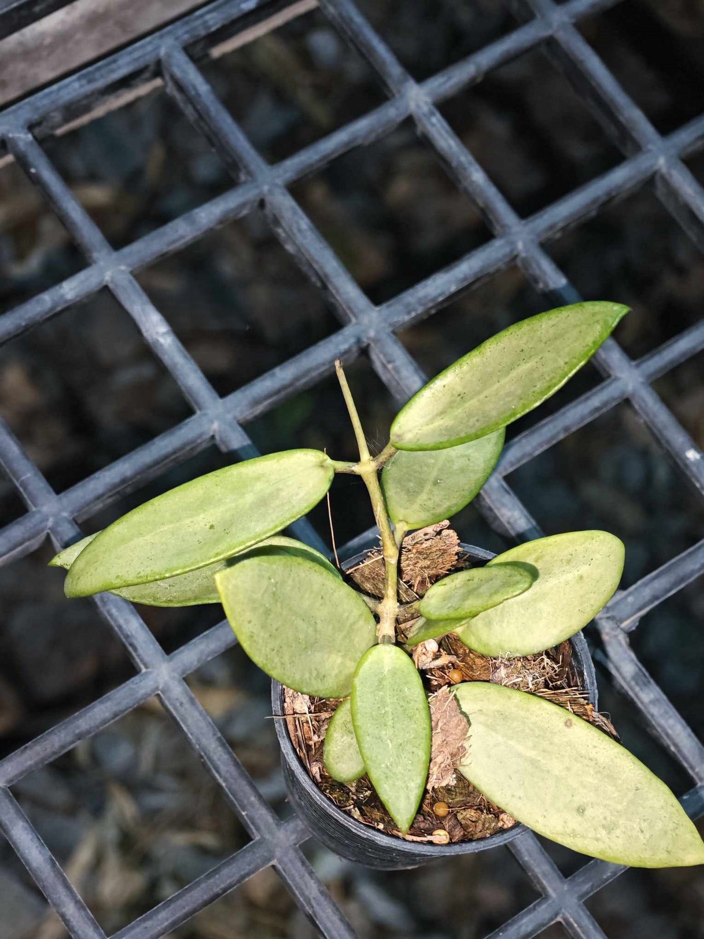 Hoya Silver Lady plant in a pot, displaying lush green leaves and a sturdy stem. Representative example of the plant size you will receive.