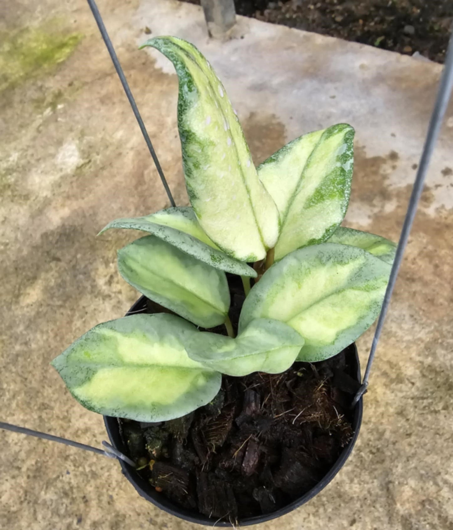 Hoya Argentea Princess in a decorative pot, showcasing its lush foliage with close-up views of its distinctive green leaves.