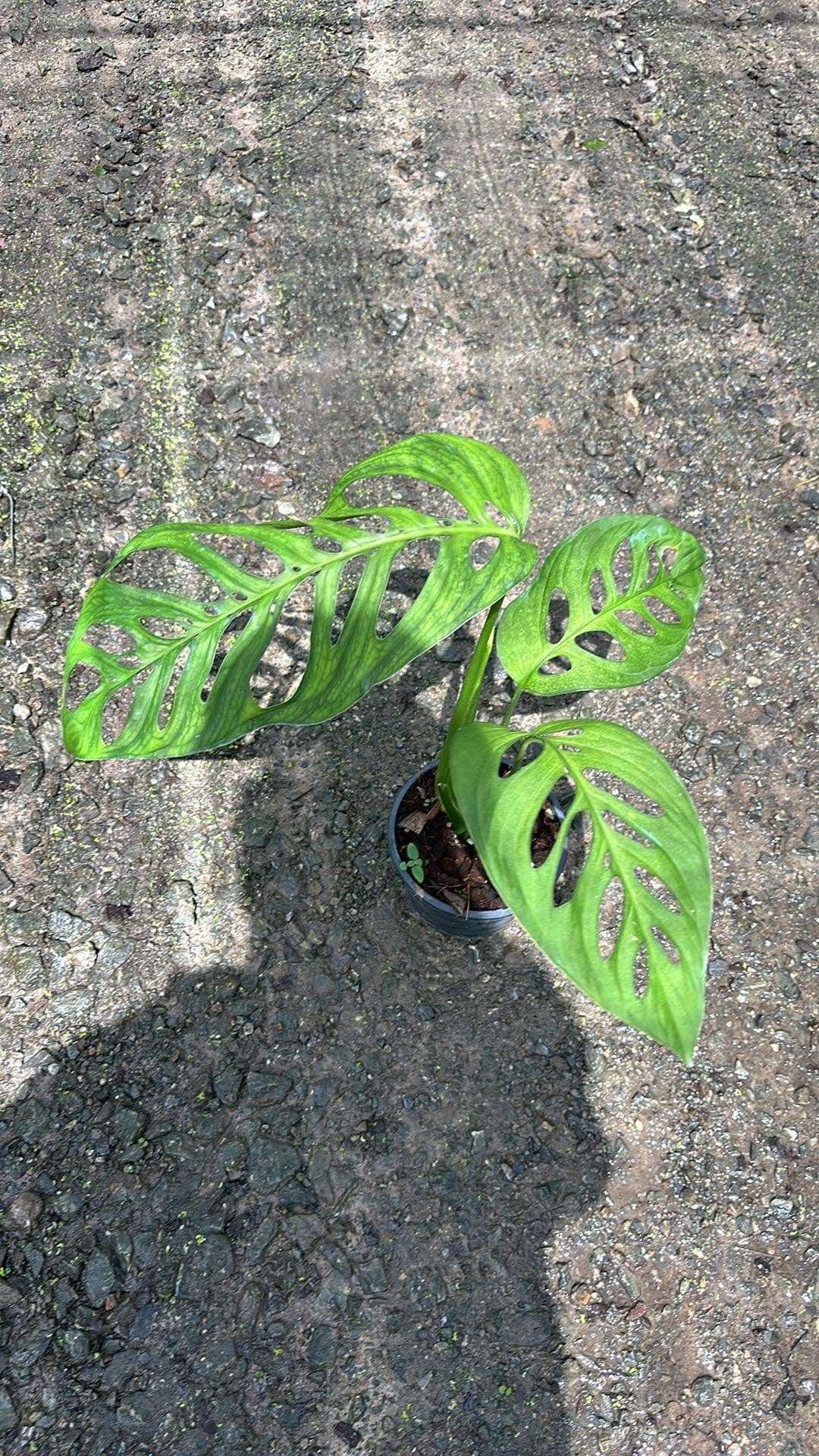 Monstera Esqueleto plant in a pot, showcasing its large, fenestrated leaves, ideal for climbing with support for optimal growth.