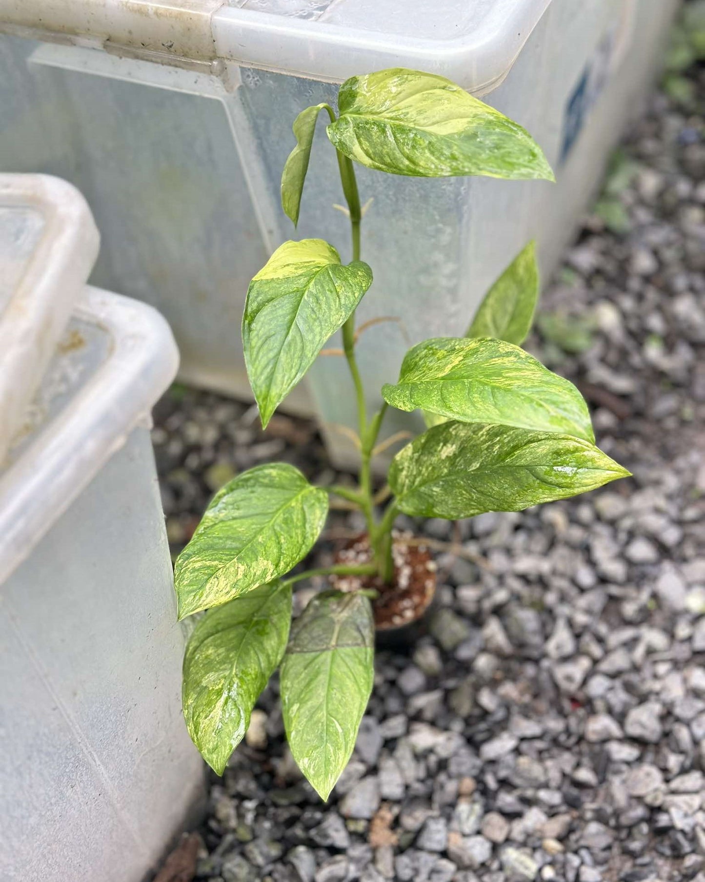Monstera Obliqua Mayuna Variegated in a pot, featuring intricate leaf patterns and delicate foliage, ideal for rare aroid enthusiasts.