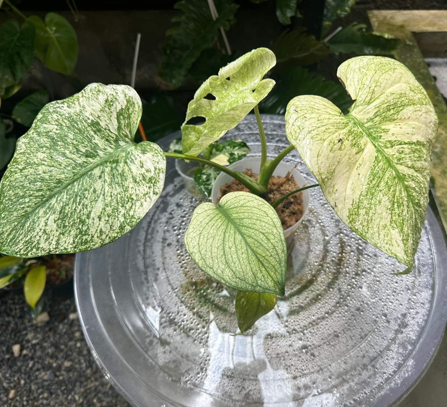 Monstera White Monster plant in a plastic pot, featuring variegated leaves with close-up details highlighting the unique leaf patterns.