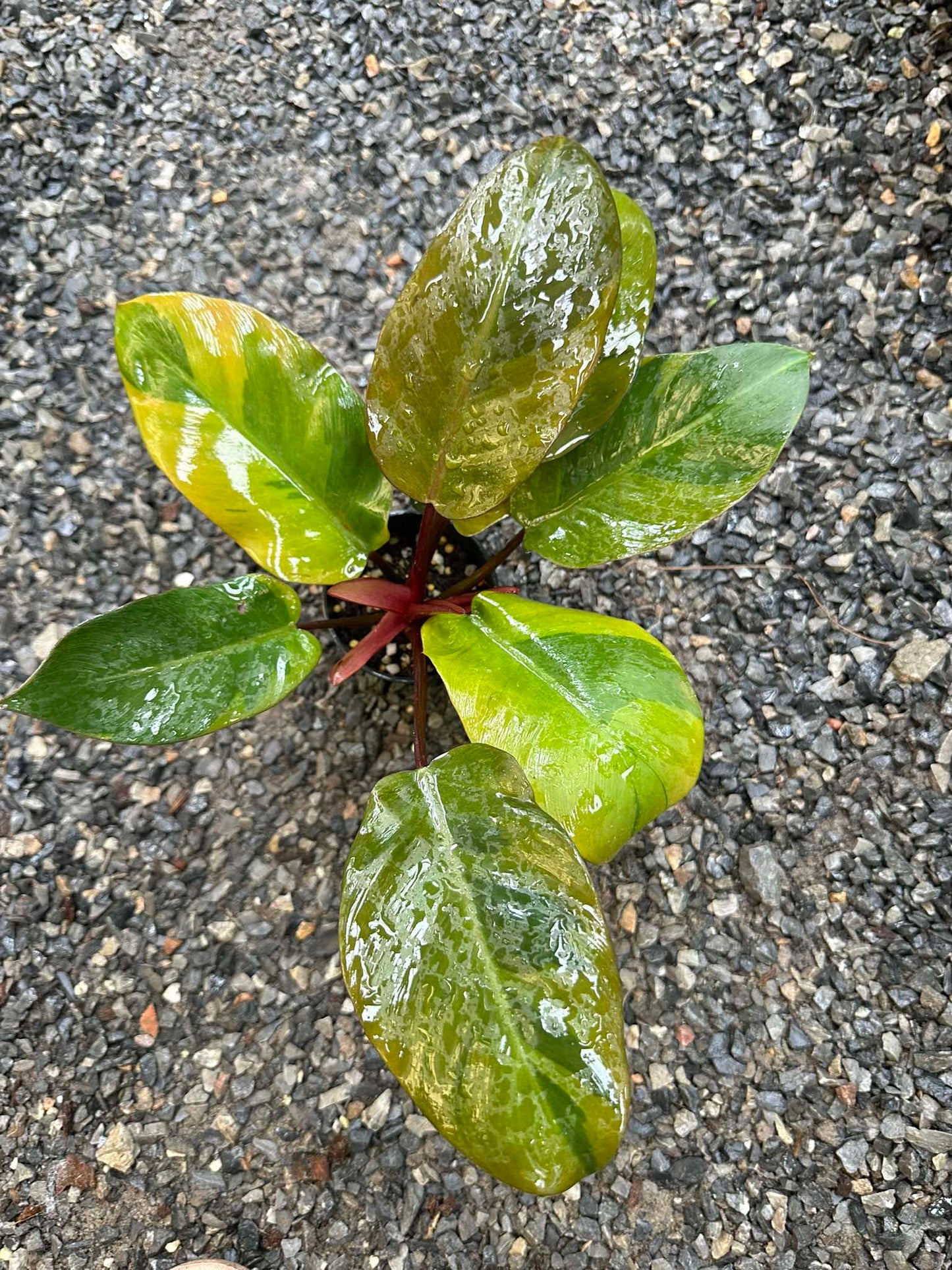 Philodendron Black Cardinal Variegated with green leaves and red stems, featuring close-up views of its oval leaves and water droplets.