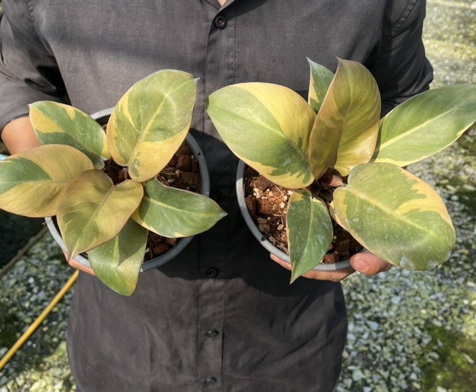 Philodendron Black Cardinal Variegated
