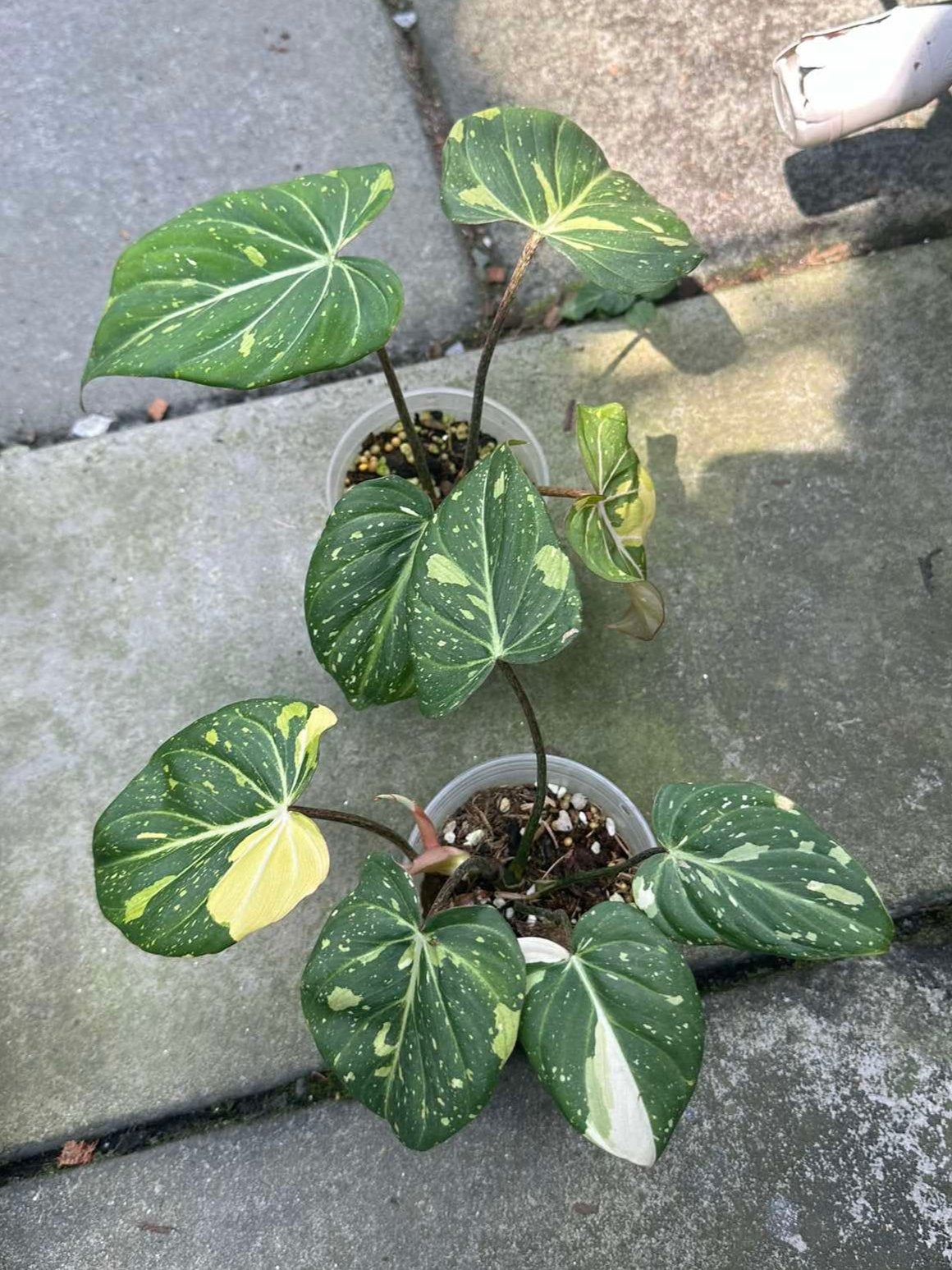 Philodendron Gloriosum Variegated in a pot, showcasing its large, distinctively shaped leaves with variegated patterns, ideal for plant enthusiasts seeking rare aroids.