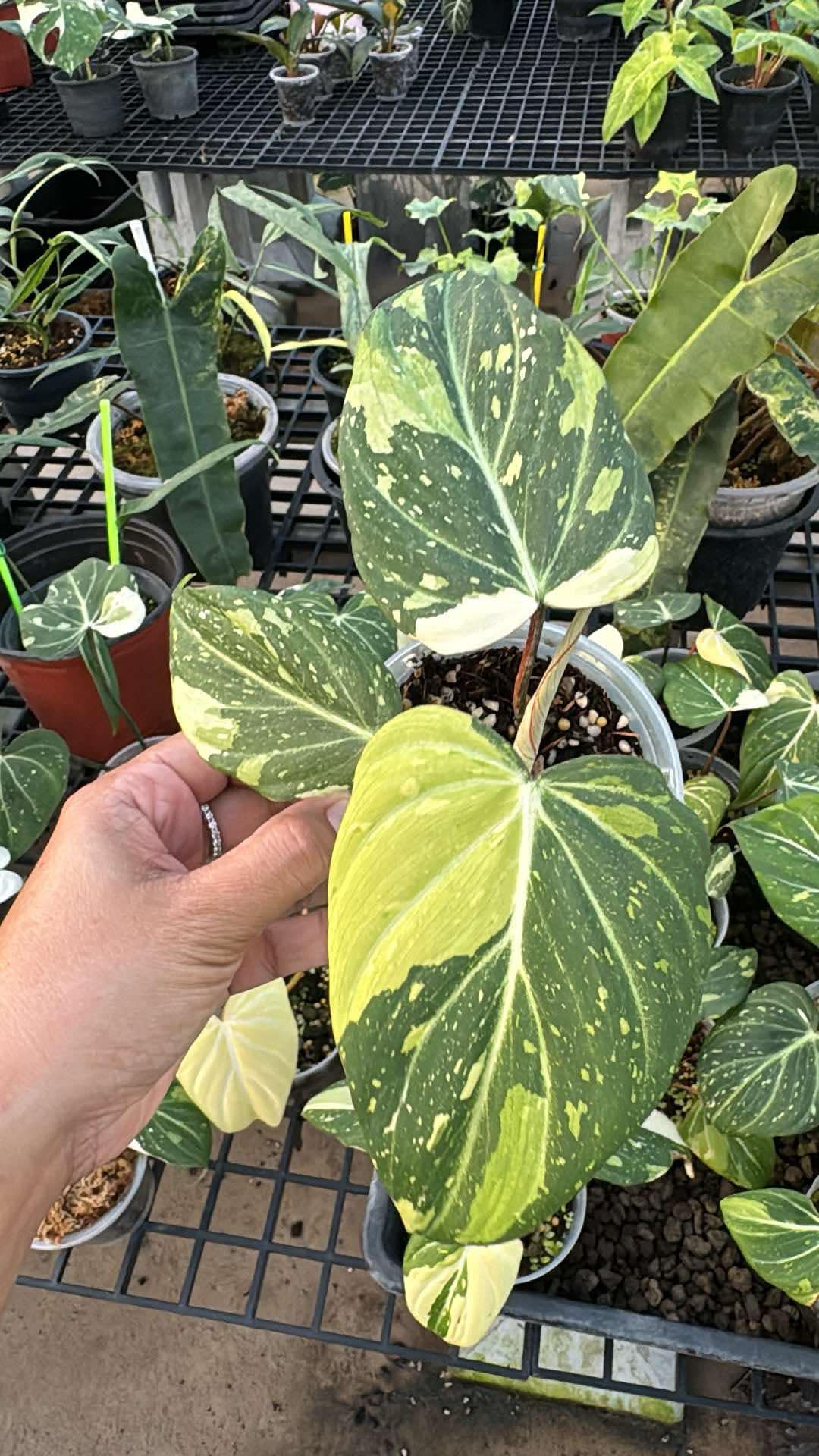 Hand holding a Philodendron Gloriosum Variegated with green and white leaves, highlighting its unique variegation patterns. Ideal for rare plant enthusiasts and collectors.