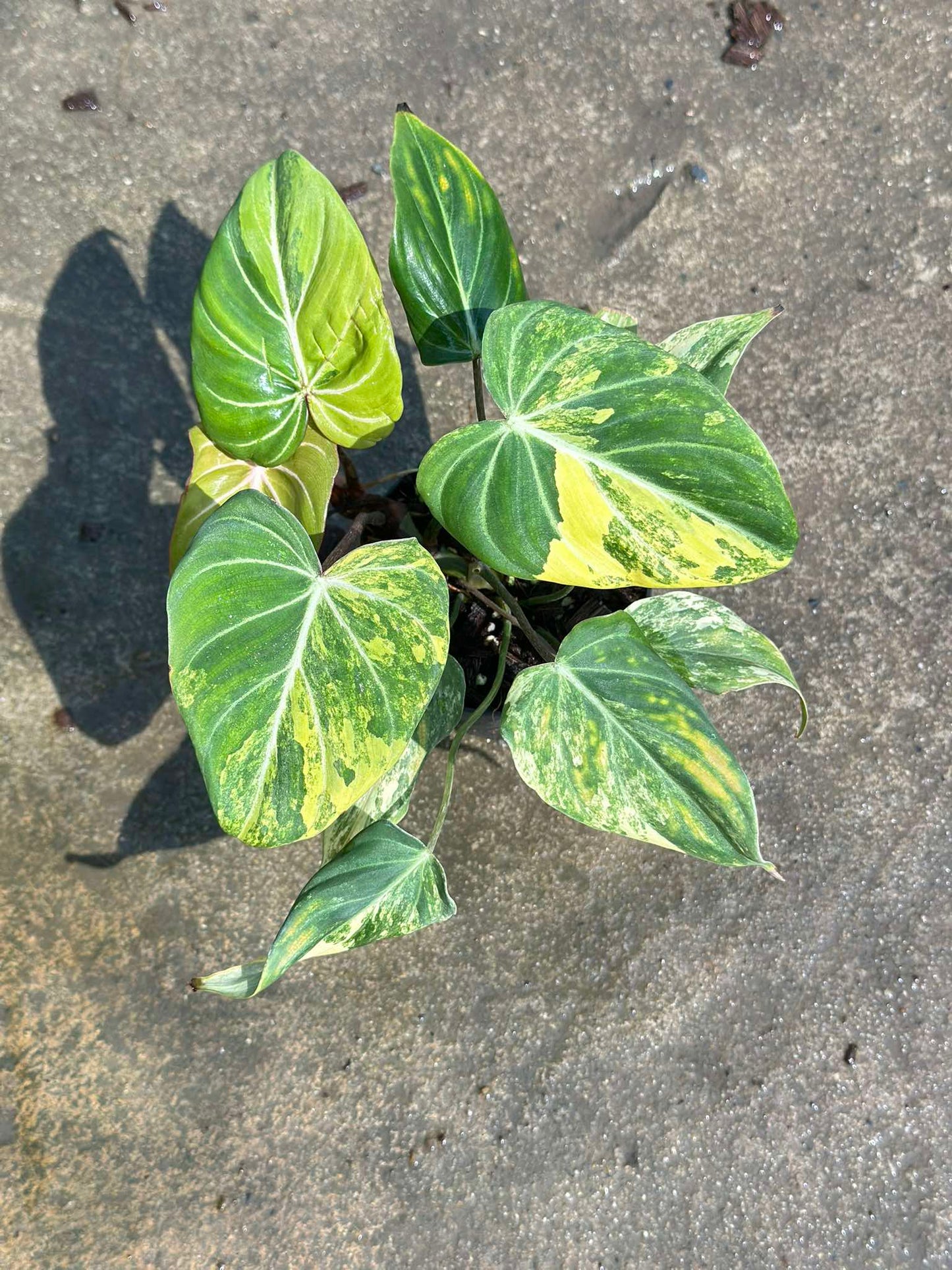 Close-up of a Philodendron Gloriosum Variegated leaf showcasing its distinctive green and yellow variegation, highlighting its rare and unique aroid features.
