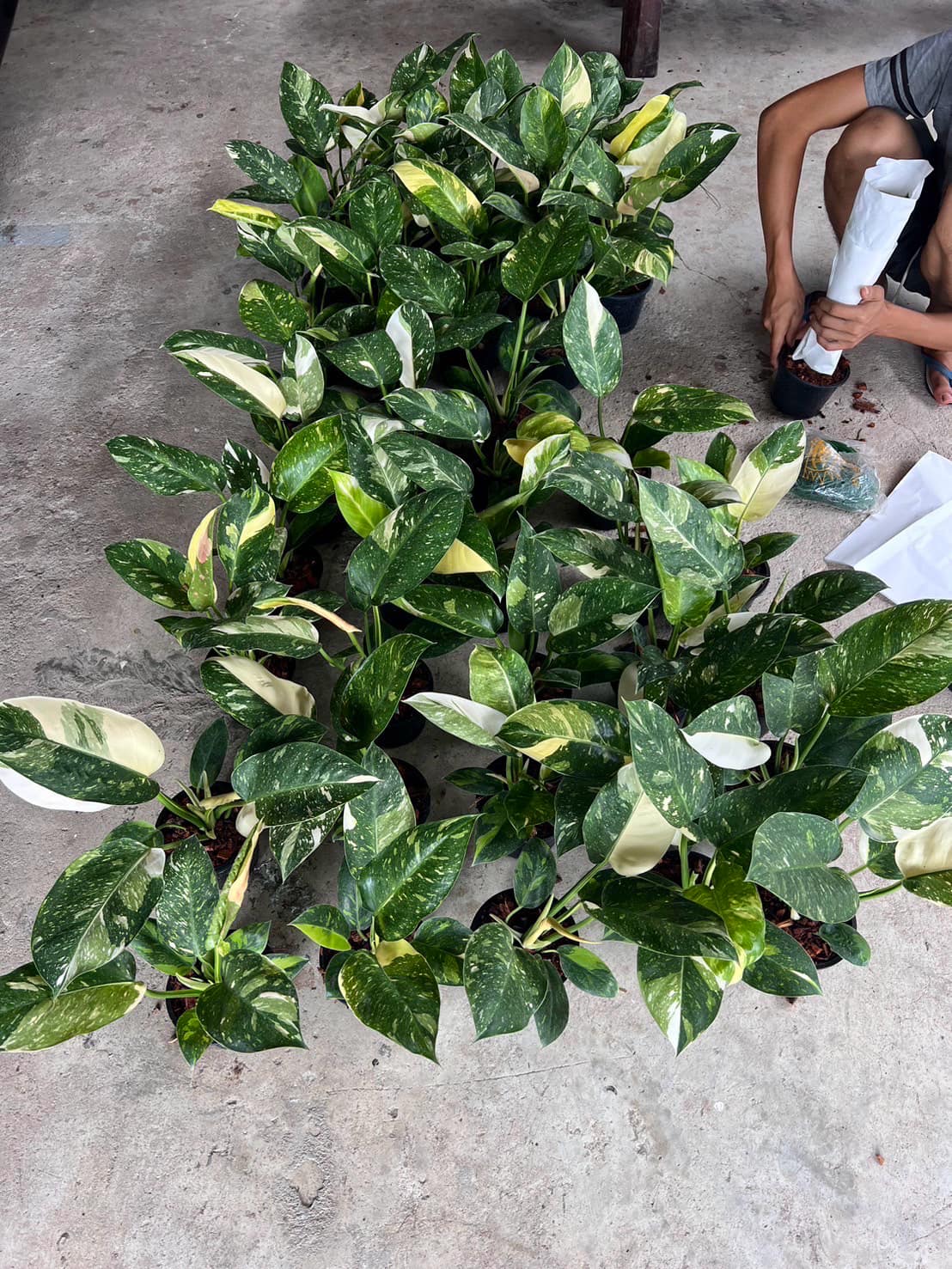 Philodendron Green Congo Hybrid 'Nuclear' with variegated foliage, featuring a person planting it, showcasing the plant's large, glossy leaves.