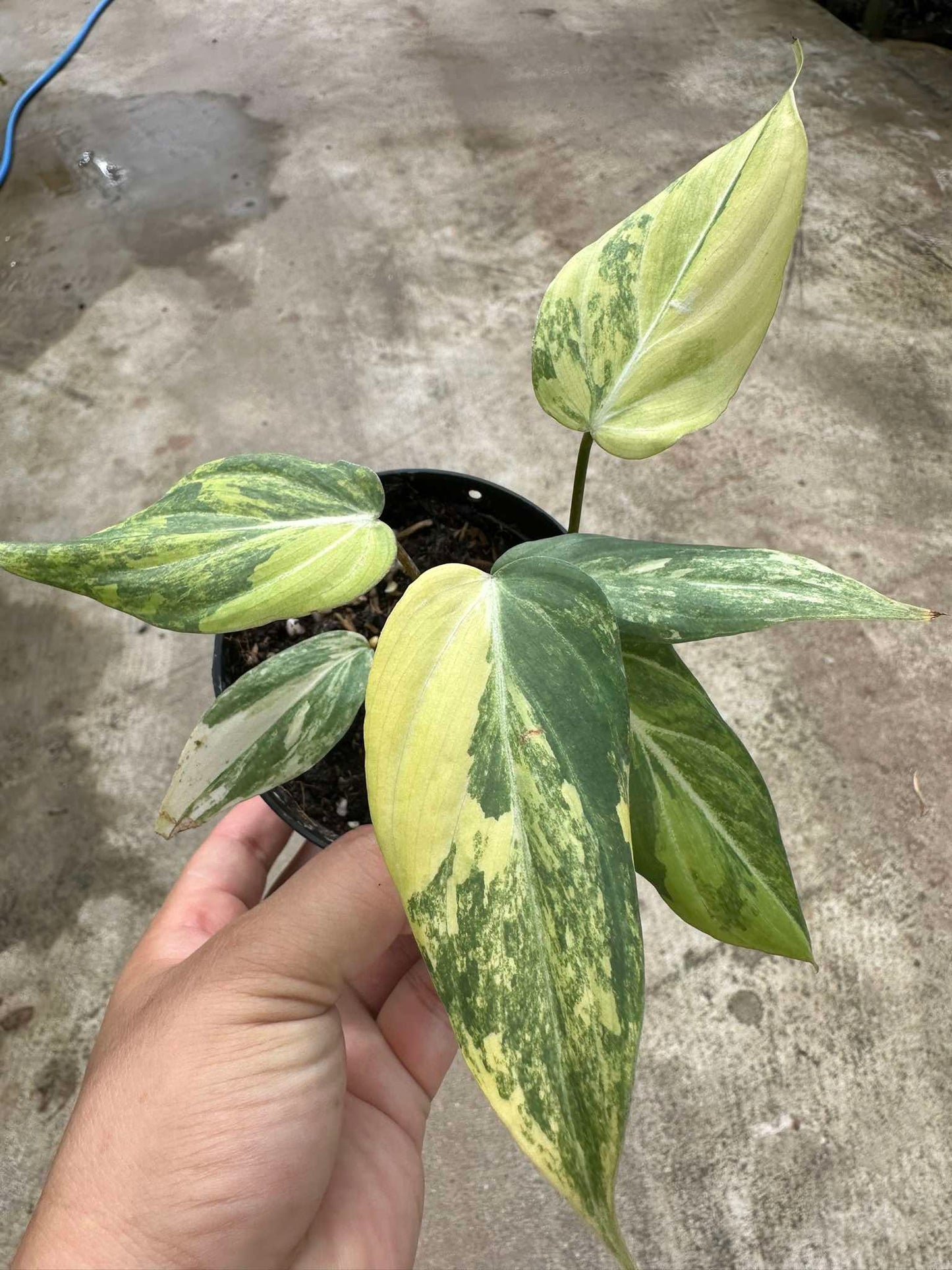 Hand holding a potted Philodendron Gloriosum Variegated, showcasing the plant's unique variegated leaves, perfect for rare plant enthusiasts and collectors.