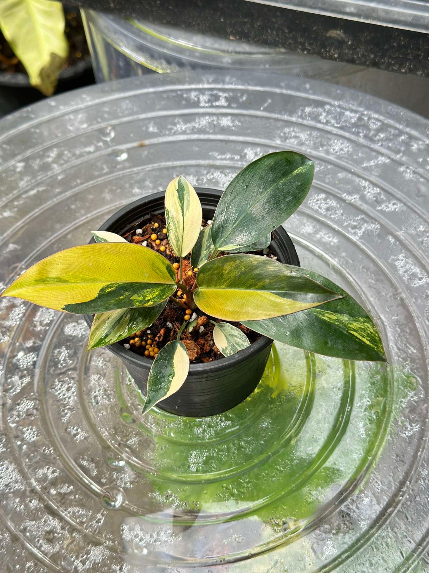 Philodendron Red Congo Variegated in a pot on a glass table, showcasing its distinct variegated leaves. Perfect for rare aroid collections.