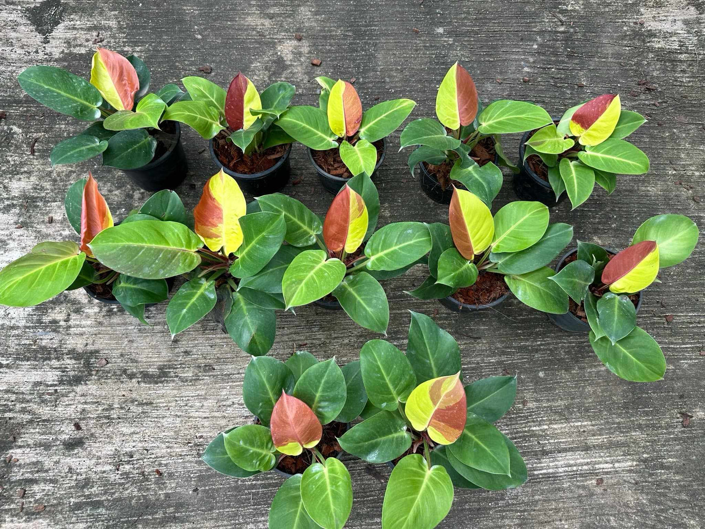 Philodendron Yellow Flame in a group of potted plants, showcasing its unique variegated leaves, ideal for plant enthusiasts seeking rare aroids.