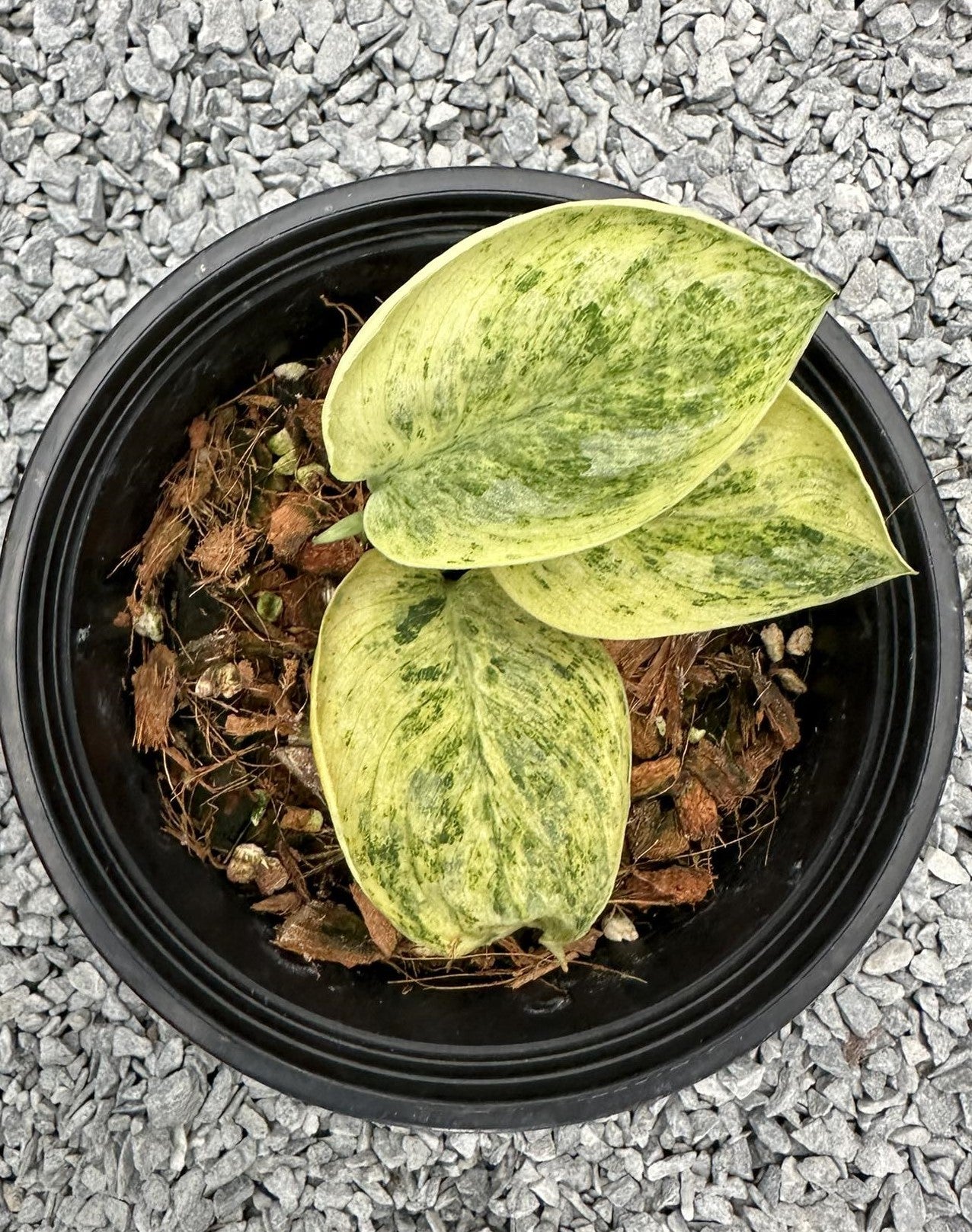 Alt text: Scindapsus Thembaka Variegated in a pot, showcasing close-up variegated leaves and lush foliage.