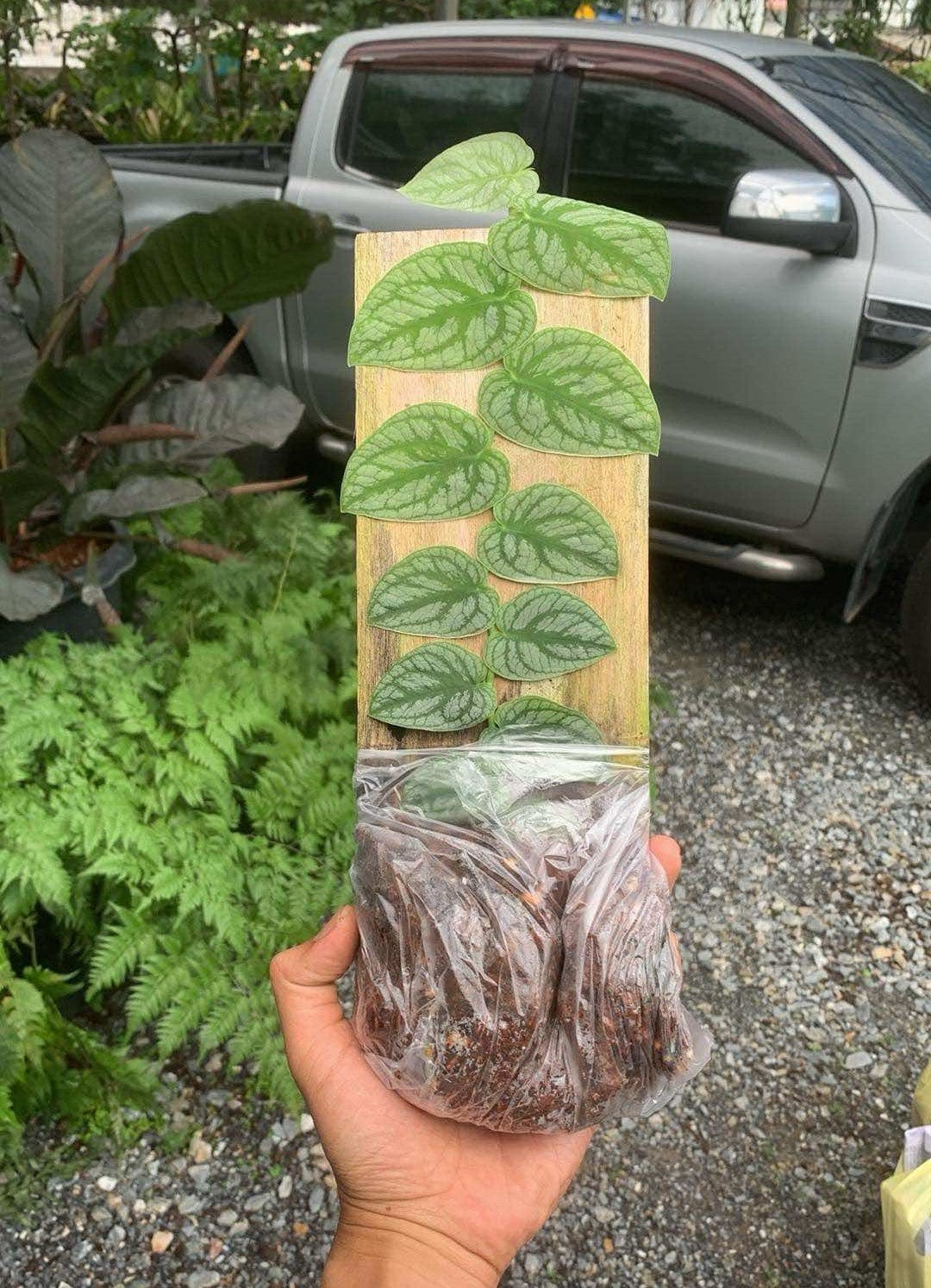 Hand holding a bag of Scindapsus Dubai plants, showcasing rare aroids selection for sale.