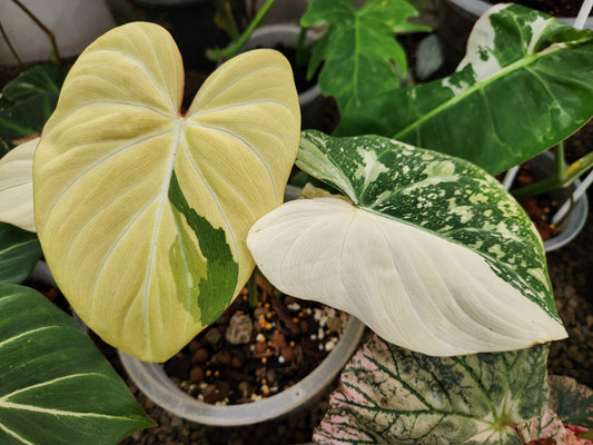 Variegated gloriosum in pot - Rare plant nurseries in Thailand
