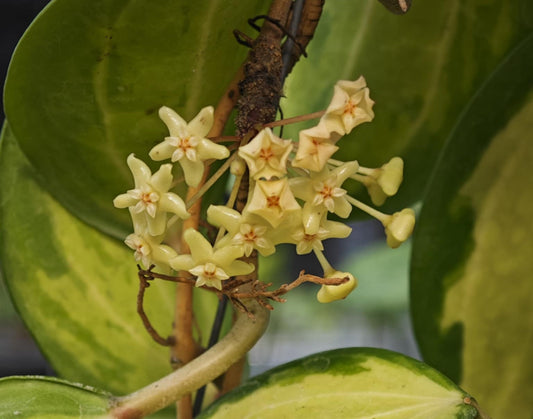 Variegated hoya merrillii flower bloom wholesale hoya