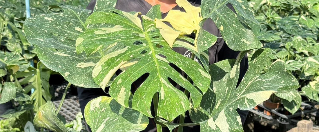 Stable vs. Unstable Variegation in Aroids: Understanding the Genetics and Environmental Factors