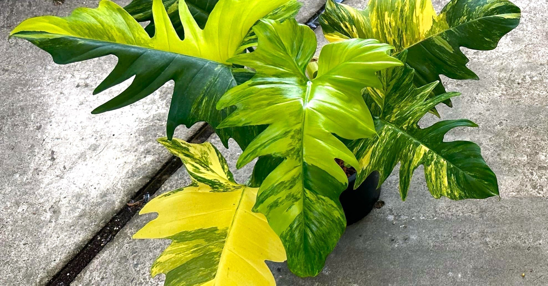 philodendron golden saw vs golden crocodile Philodendron Golden Crocodile 3.5