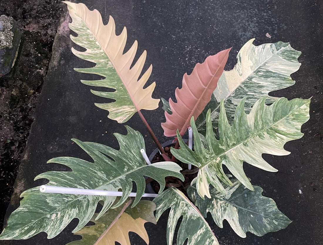 Caramel Marble: The Golden Jewel of Variegated Philodendrons
