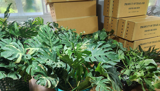 Thai constellation wholesale export monstera, philodendron, hoya, epipremnum