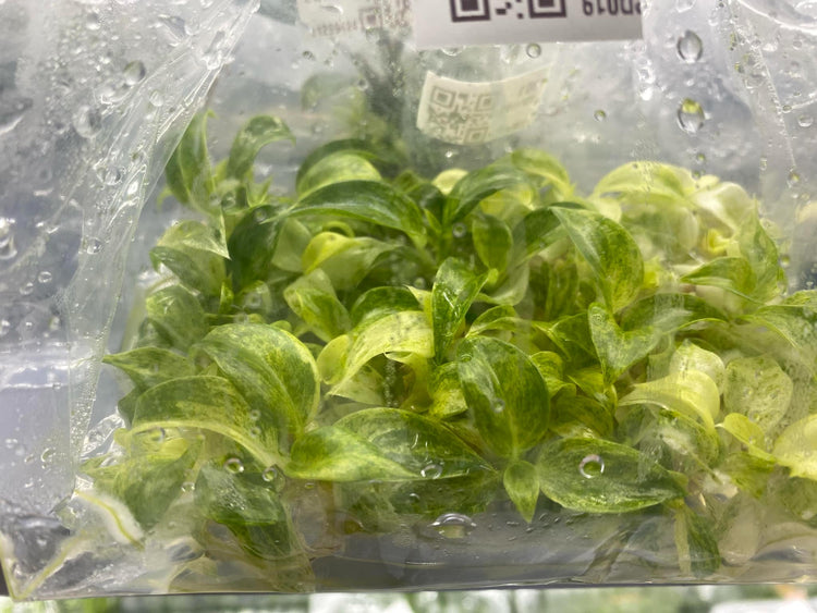 Deflasking and Acclimating Tissue Culture Plants: A Comprehensive Guide ...