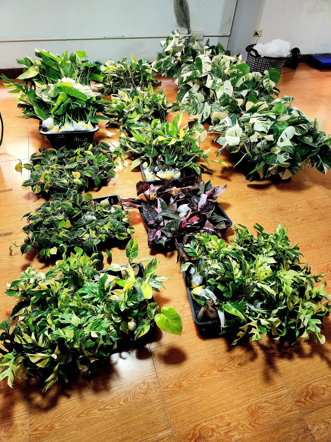 Wholesale aroids thailand nursery shipping to America - importing rare houseplants