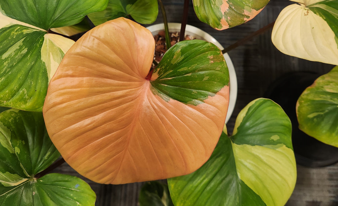 Variegated Homalomena Mint Melon Wholesale