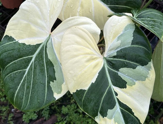 beautiful variegated gloriosum leaf. Thai rare plant exporter