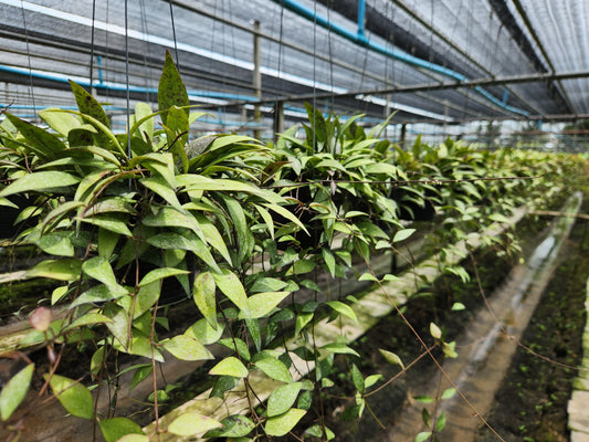 Wholesale hoya nursery thailand. Rows of large hoya plants