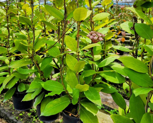 motherplant hoya stock wholesale hoya nursery thailand