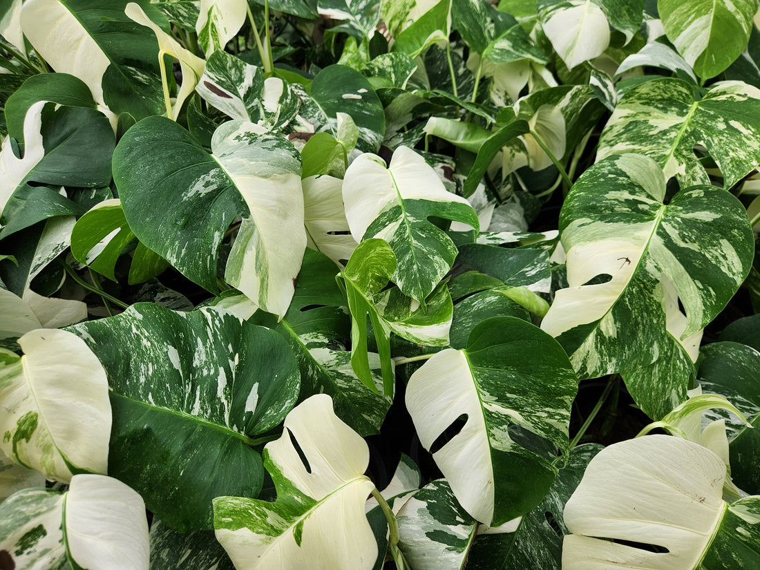 A Complete Guide to Monstera Care: Ensuring Optimal Growth and Health