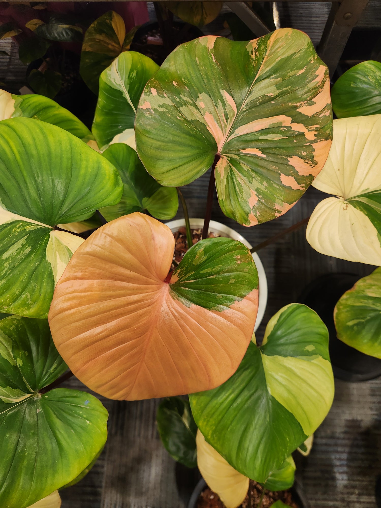 Homalomena