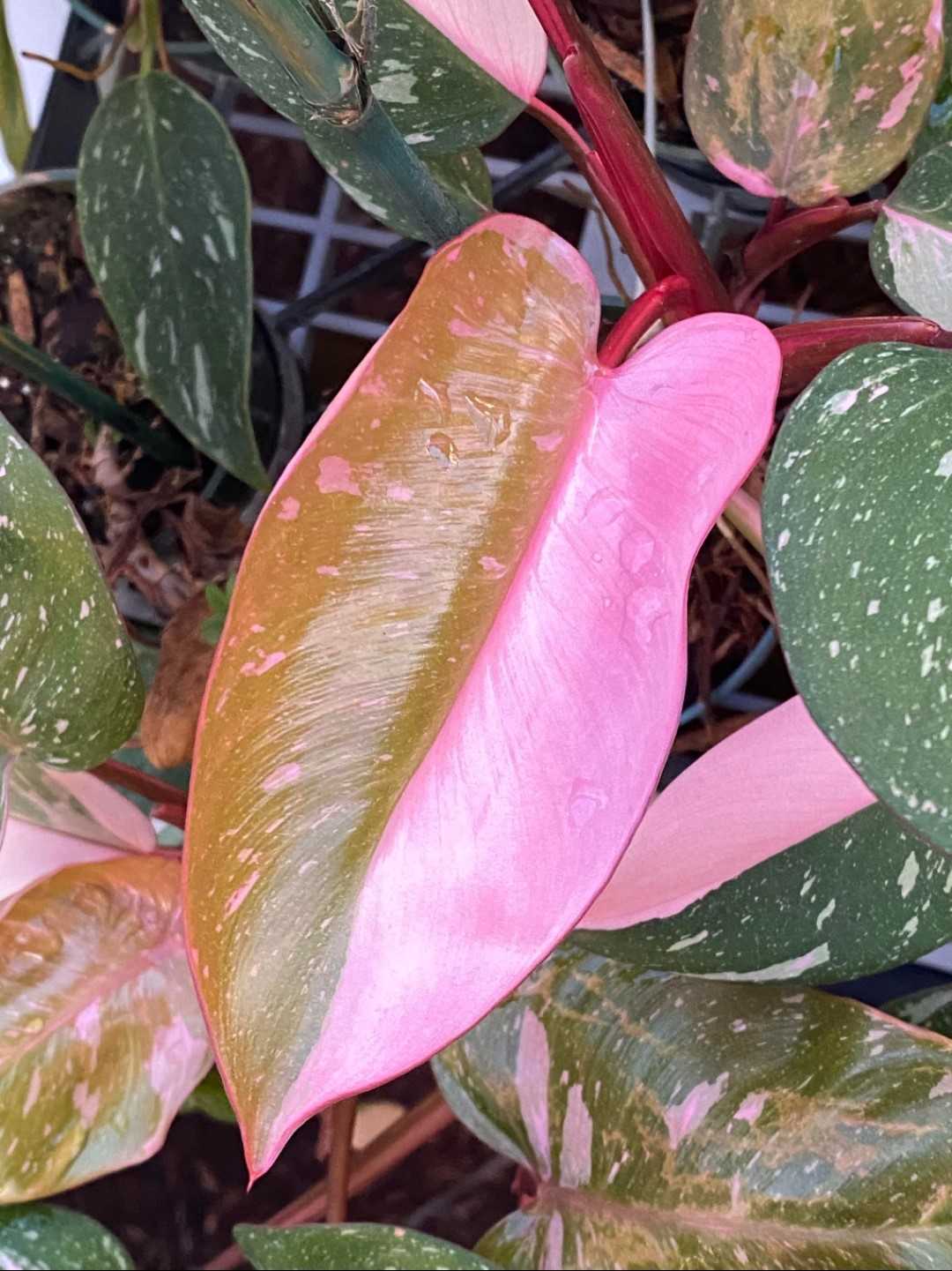 Philodendron