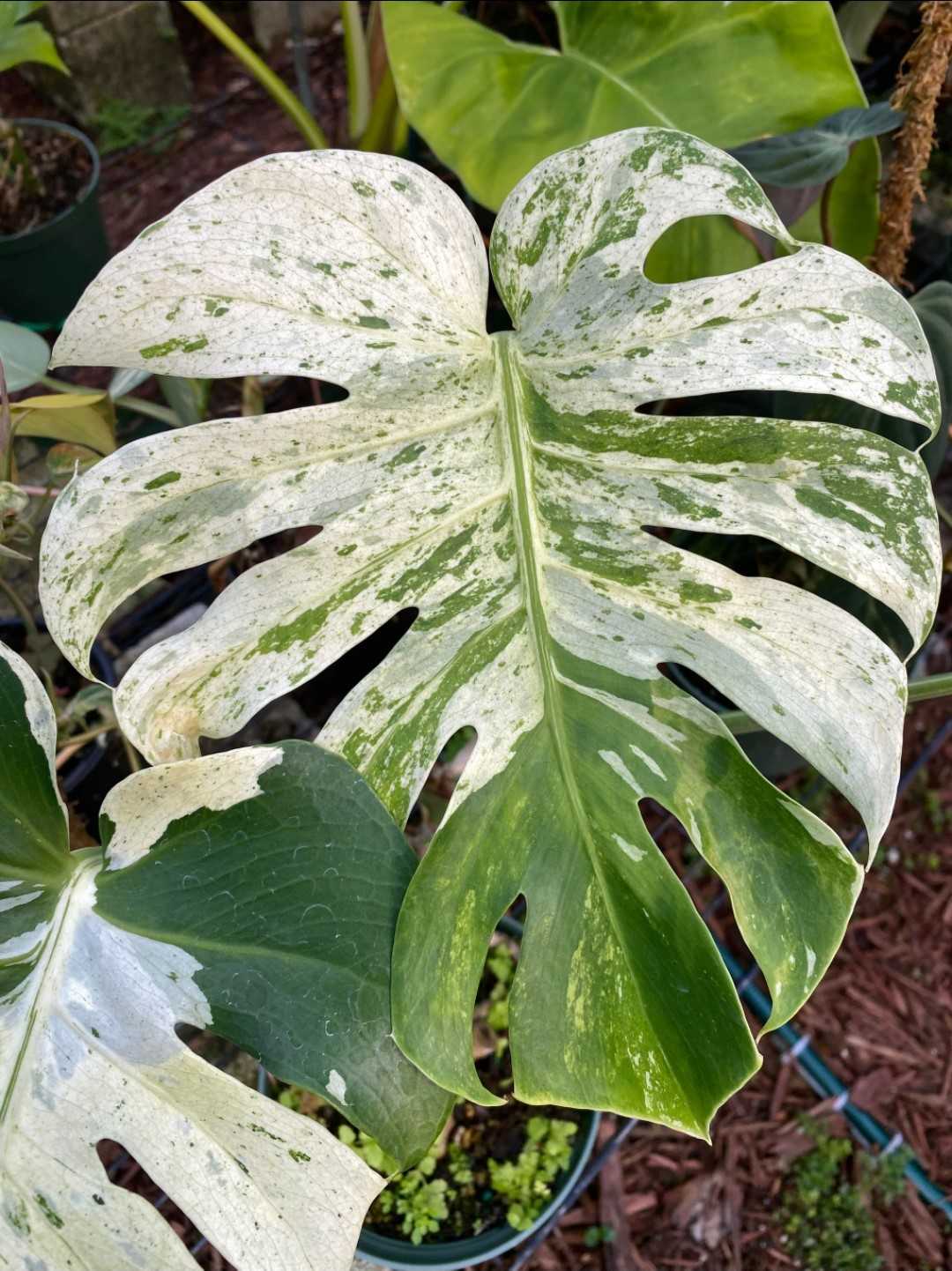Monstera