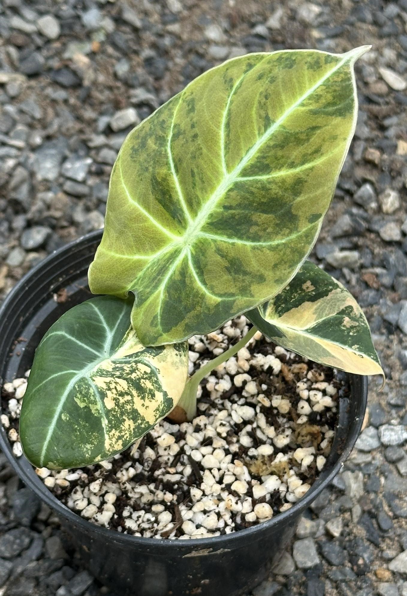 Alocasia