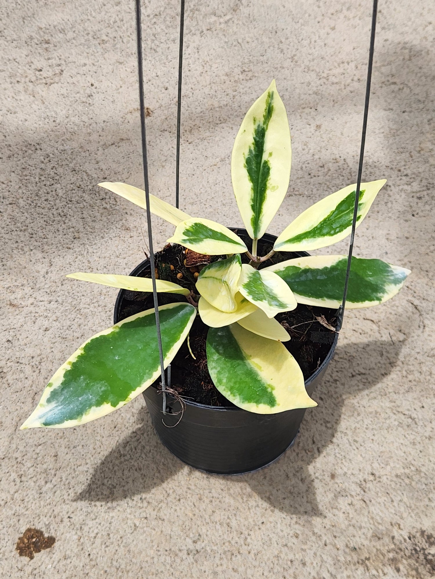 Hoya